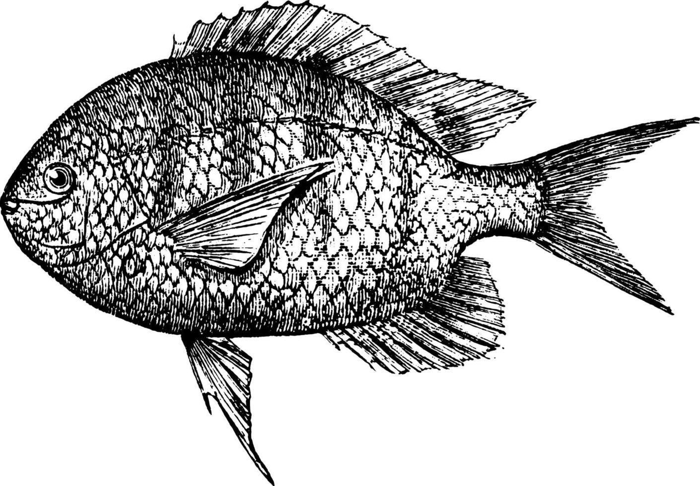 Pomacentridae, vintage illustration. vector