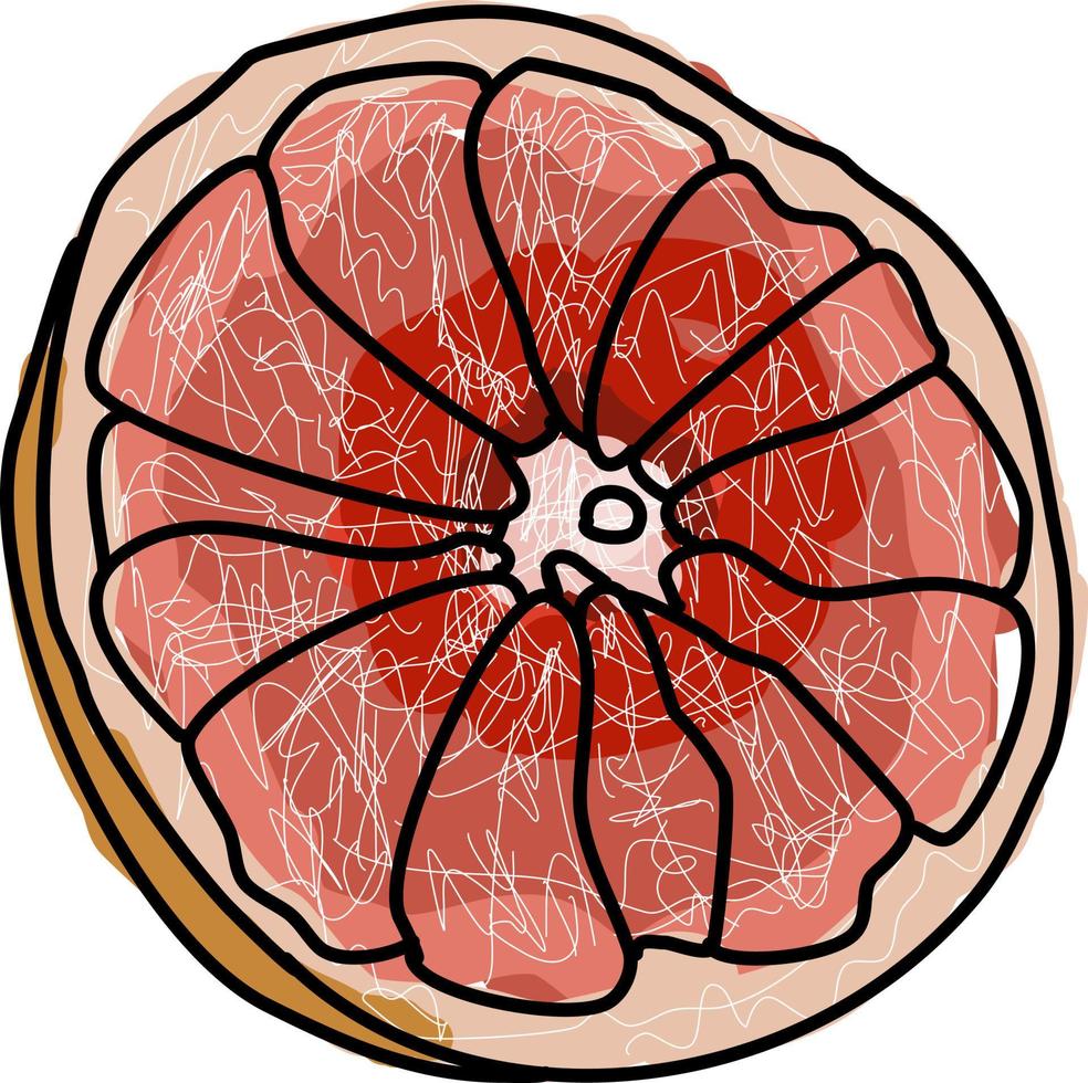 Red grapefruit, illustration, vector on white background.
