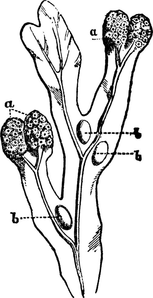 Fucus Vesiculosus, vintage illustration. vector