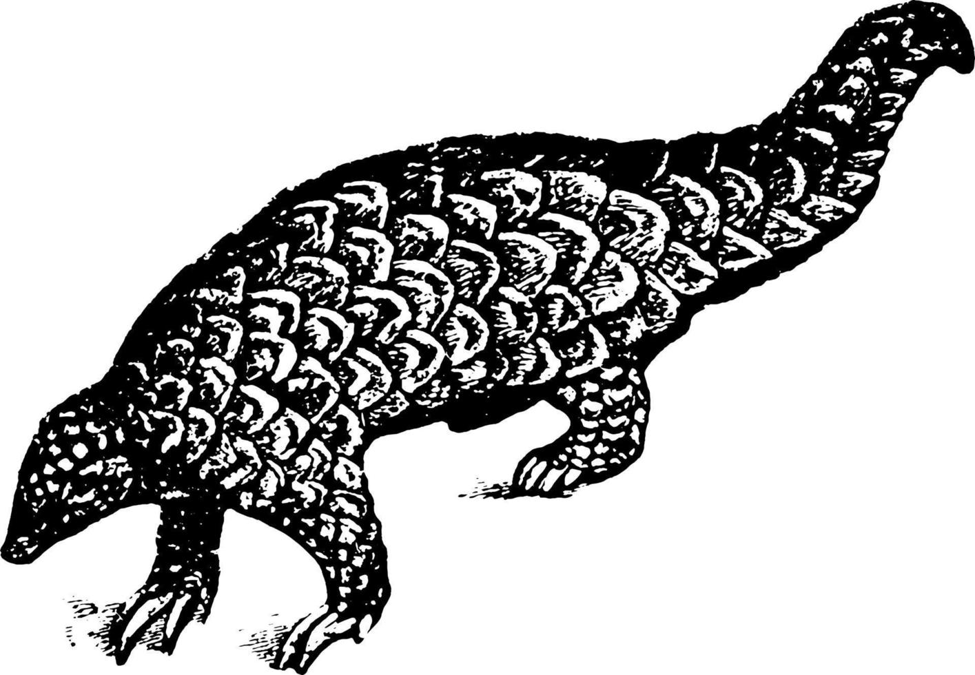 Pangolin, vintage illustration. vector