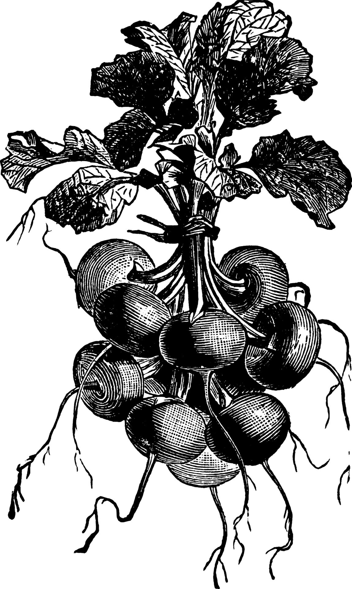 Scarlet Turnip Radish vintage illustration. 13475363 Vector Art at Vecteezy