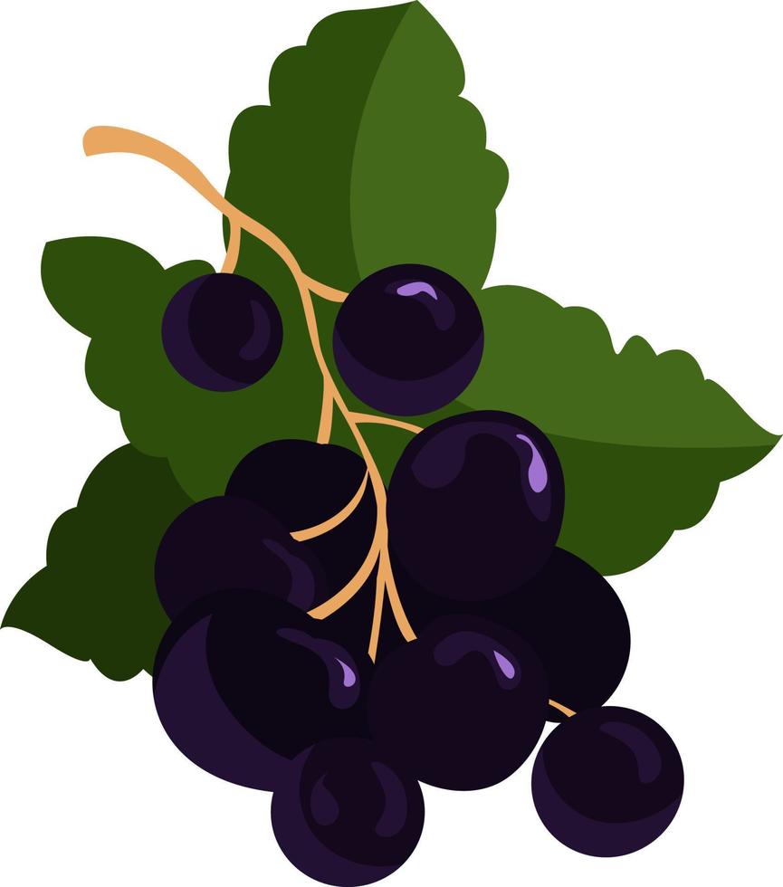 Black currant with green leaves, illustration, vector on white background