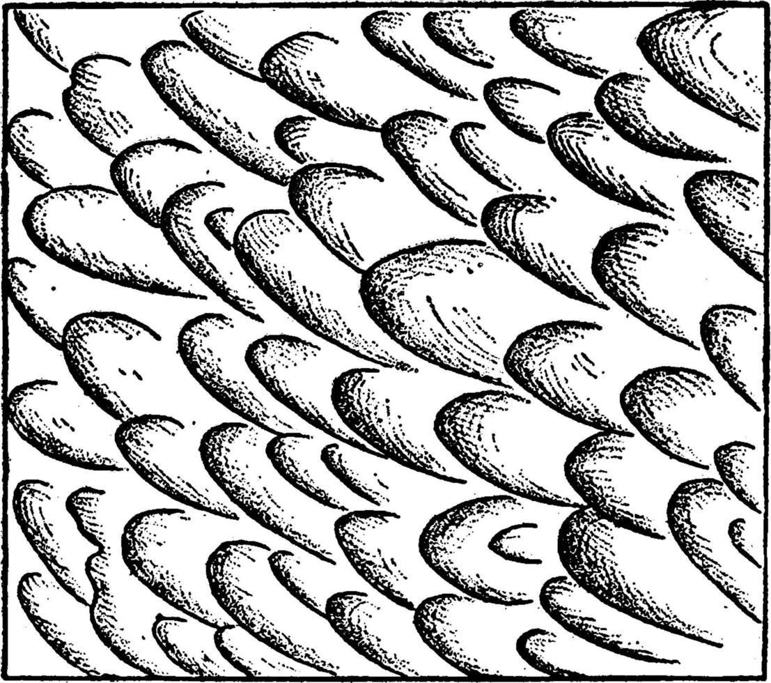 Ripple Mark On Sand, vintage illustration. vector
