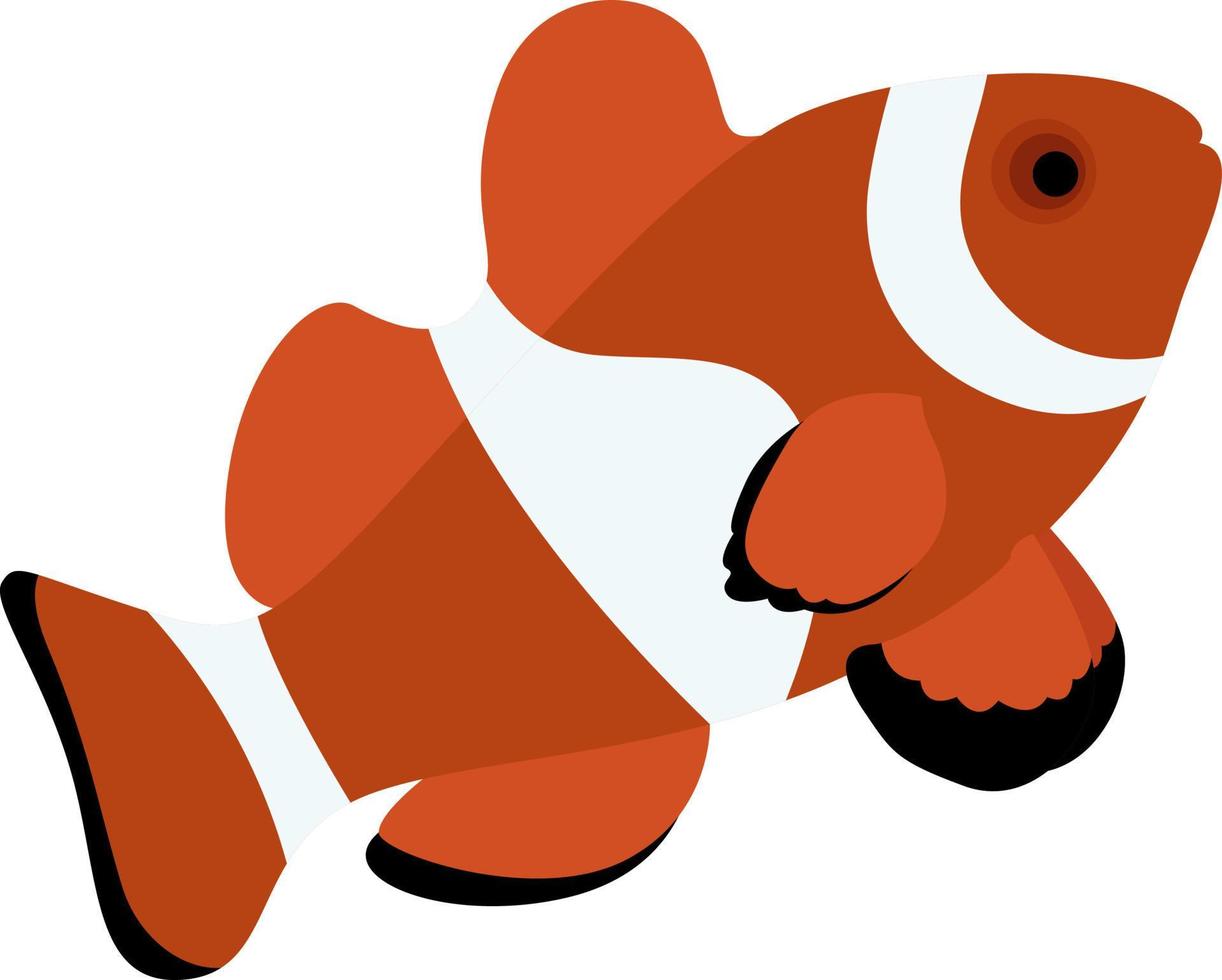 Clownfish, illustration, vector on white background