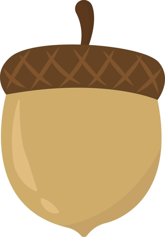 Acorn, illustration, vector on white background.