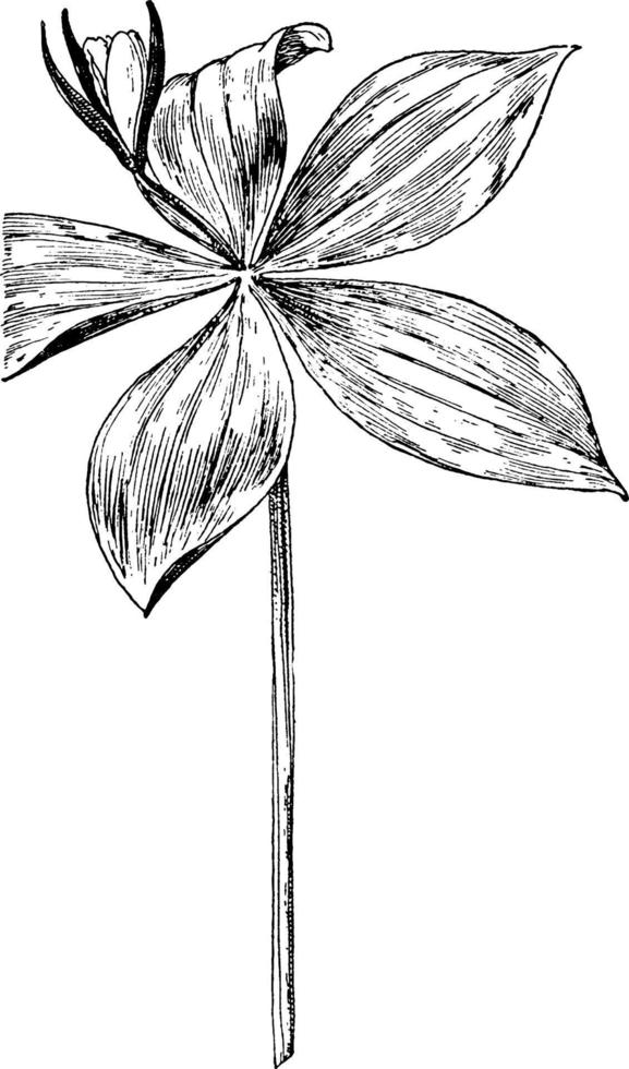 Pogonia affinis vintage illustration. vector