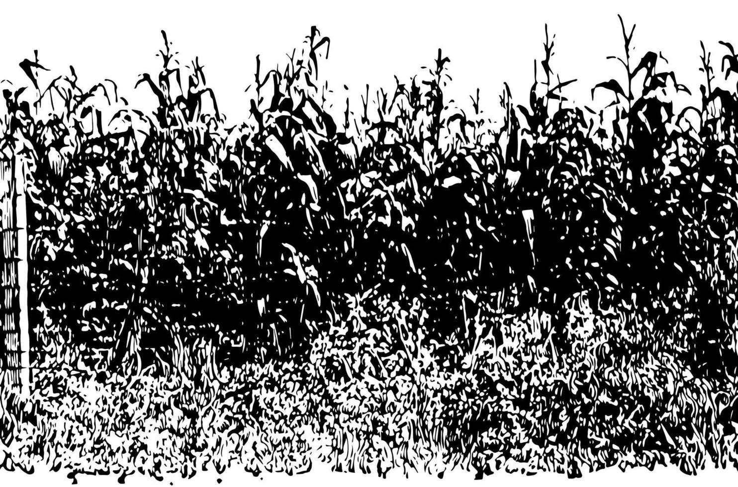 Large corn crop, vintage illustration. vector