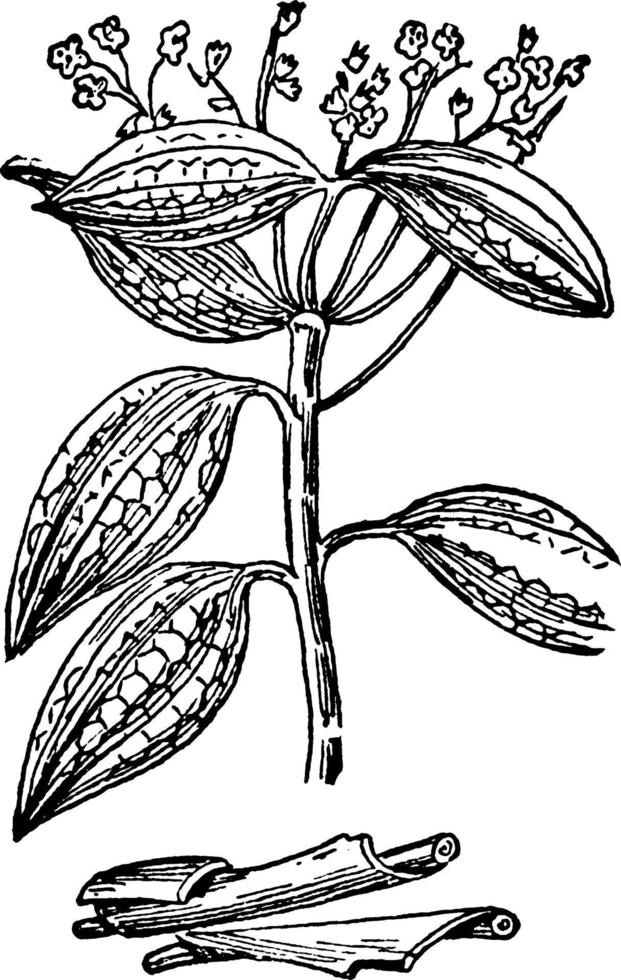 Cinnamon, vintage illustration vector