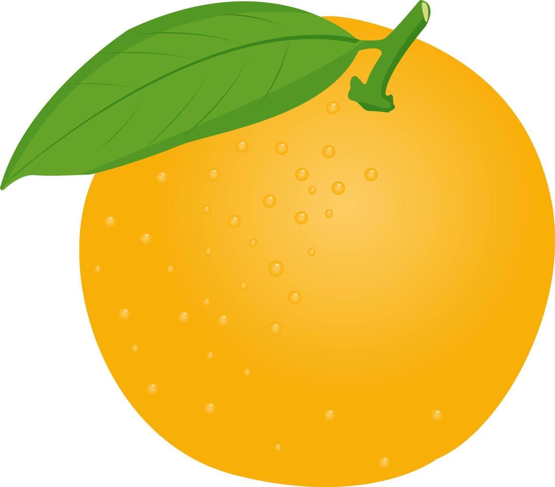 Sweet orange, illustration, vector on white background