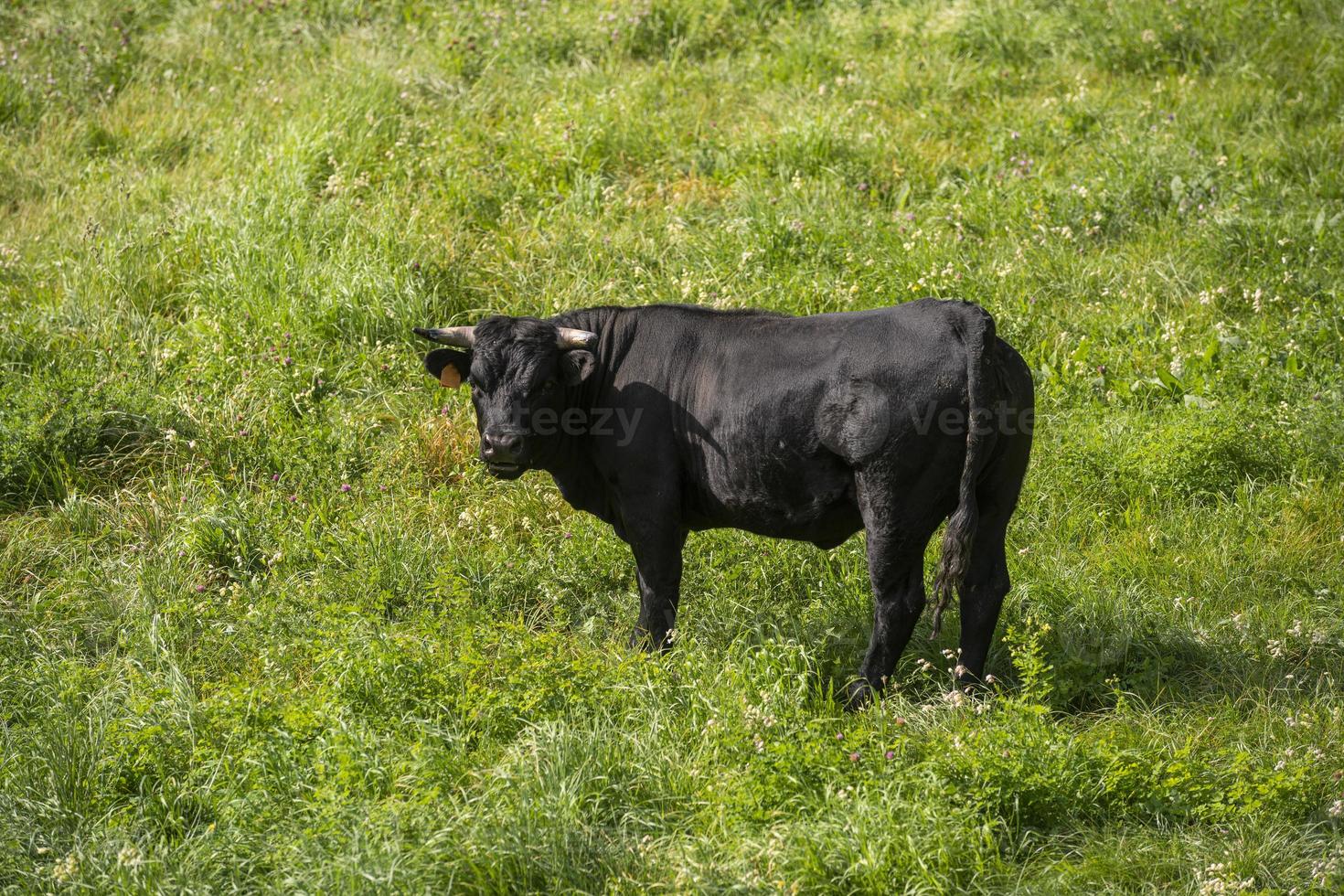 A black bull grazing in a green grass field photo