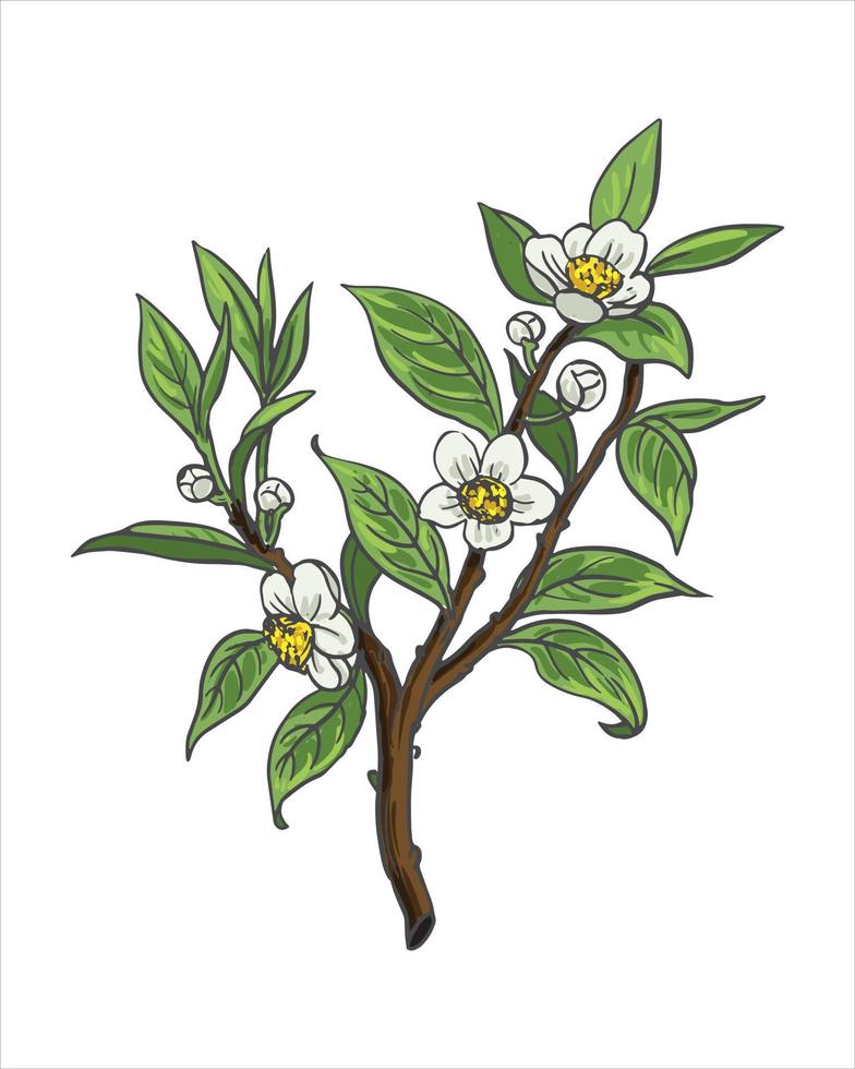 Vector branch with spring flowers. Realistic flower tree branch. Detailed hand drawn clip art elements isolated on a bright background for your designs, postcards, advertisements, social media posts,