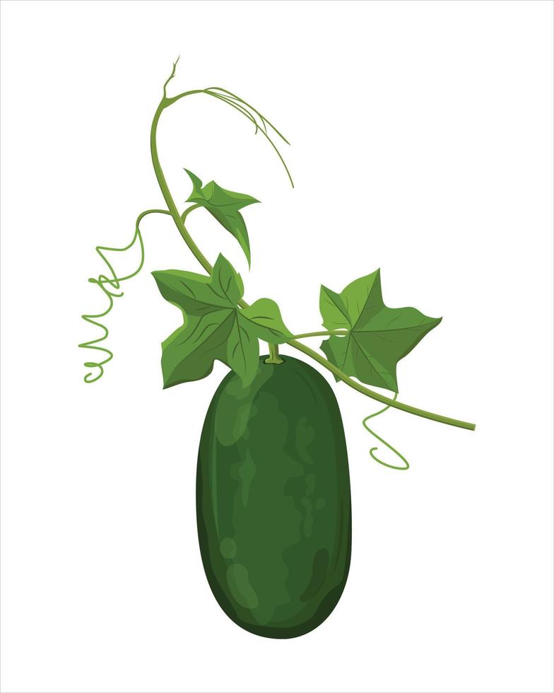 winter melon hanging on a stalk. fresh winter melon. vegetables vector