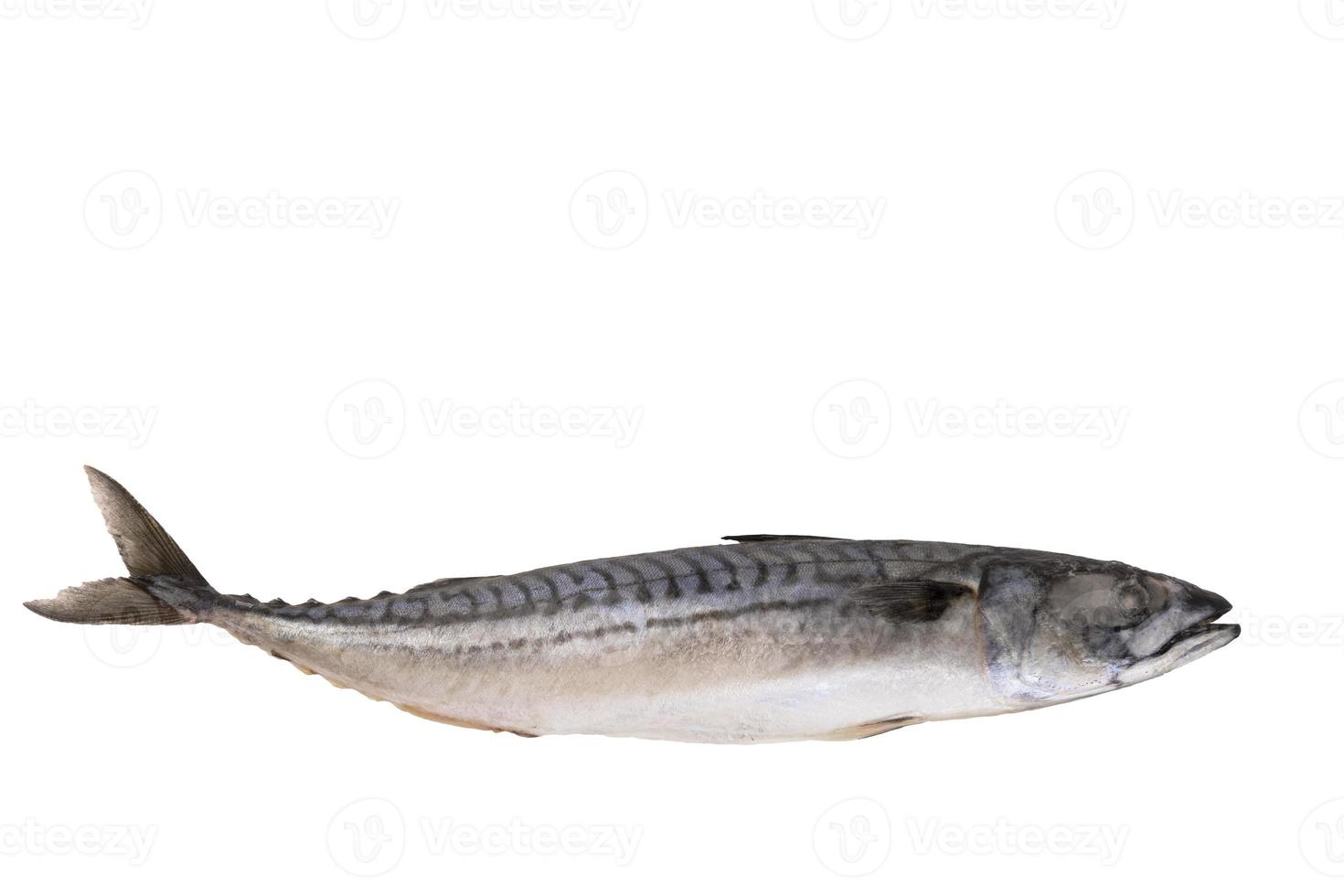 Mackerel fish fresh frozen, blue mackerel on a white isolated background. photo