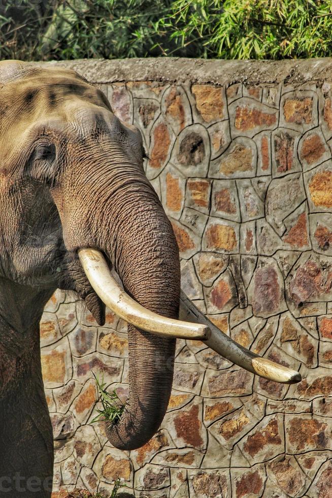 Vertical shot of an adorable elephant in the zoo photo