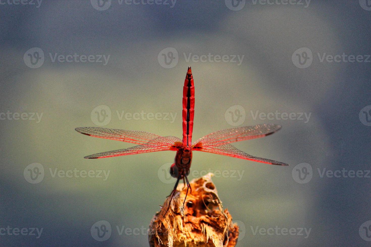 Macro shot of a red dragonfly on an old tree texture photo