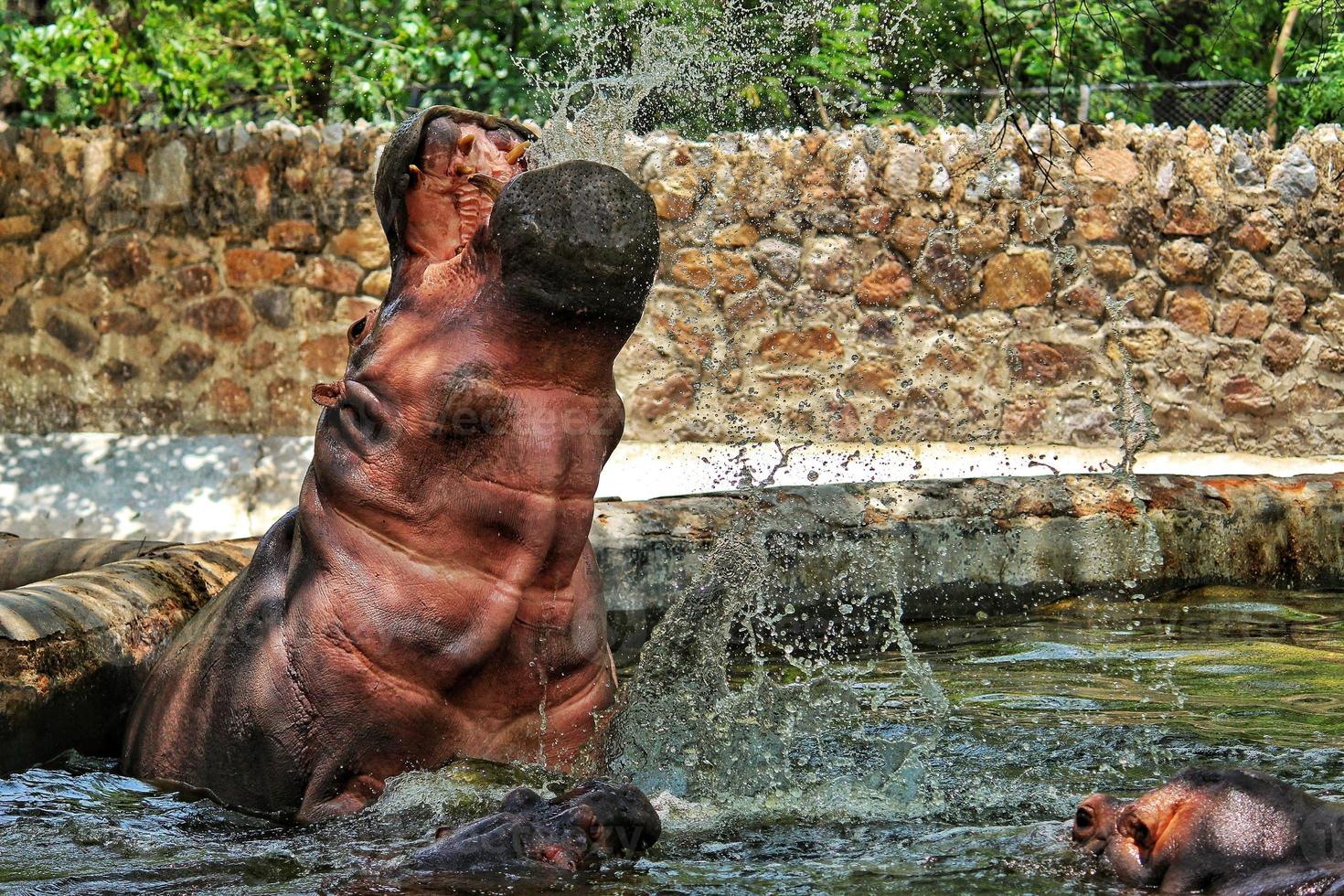 Closeup shot of a hippopotamus playing with water on a pond in a zoo photo