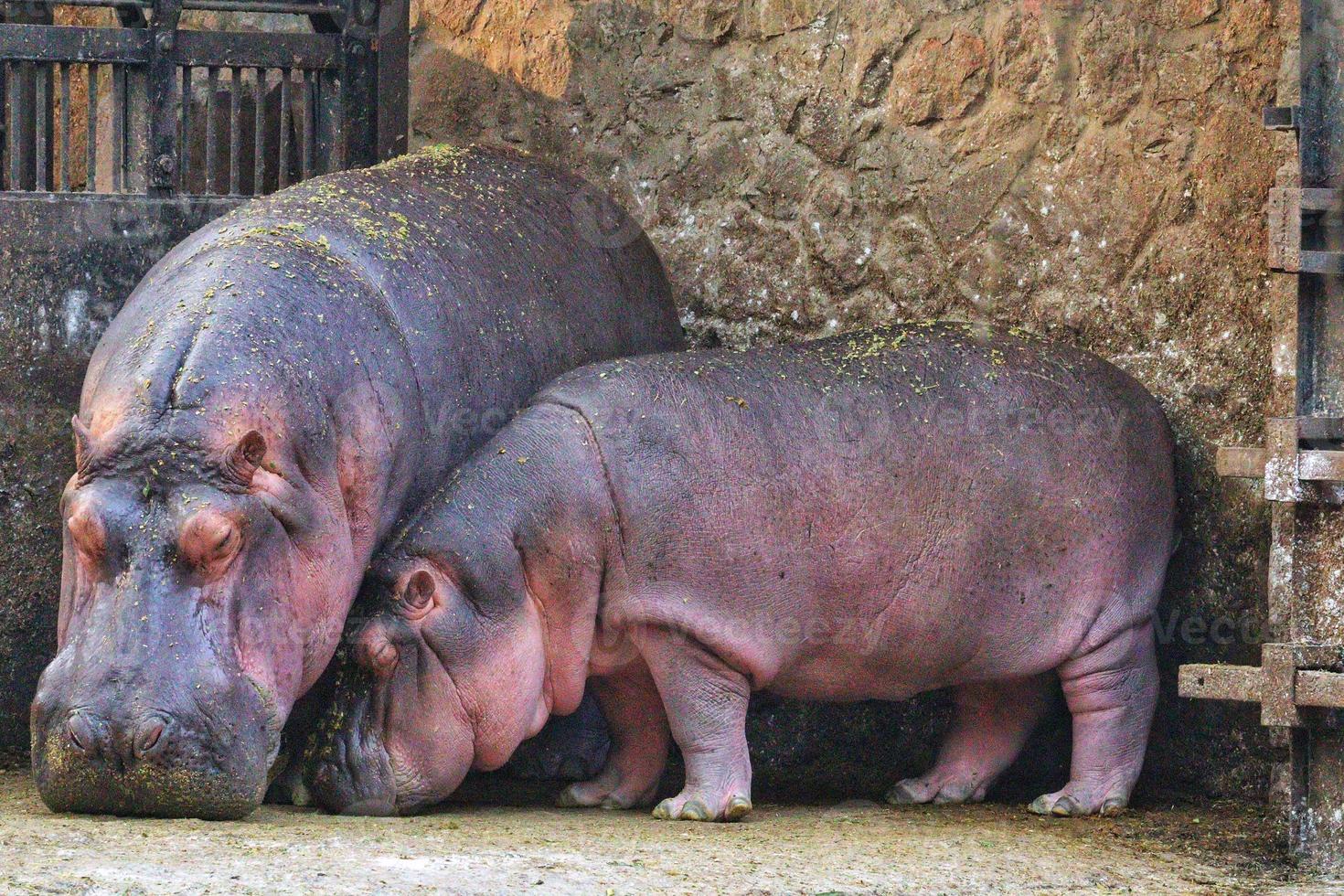 View of mother and baby hippopotamus in the zoo photo