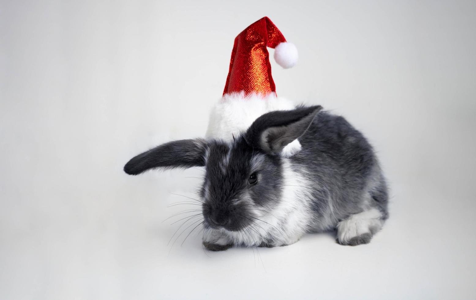 A cute little black rabbit in a Santa hat is sitting on a white background. The concept of the new year, Easter. 2023 year of the black water rabbit photo