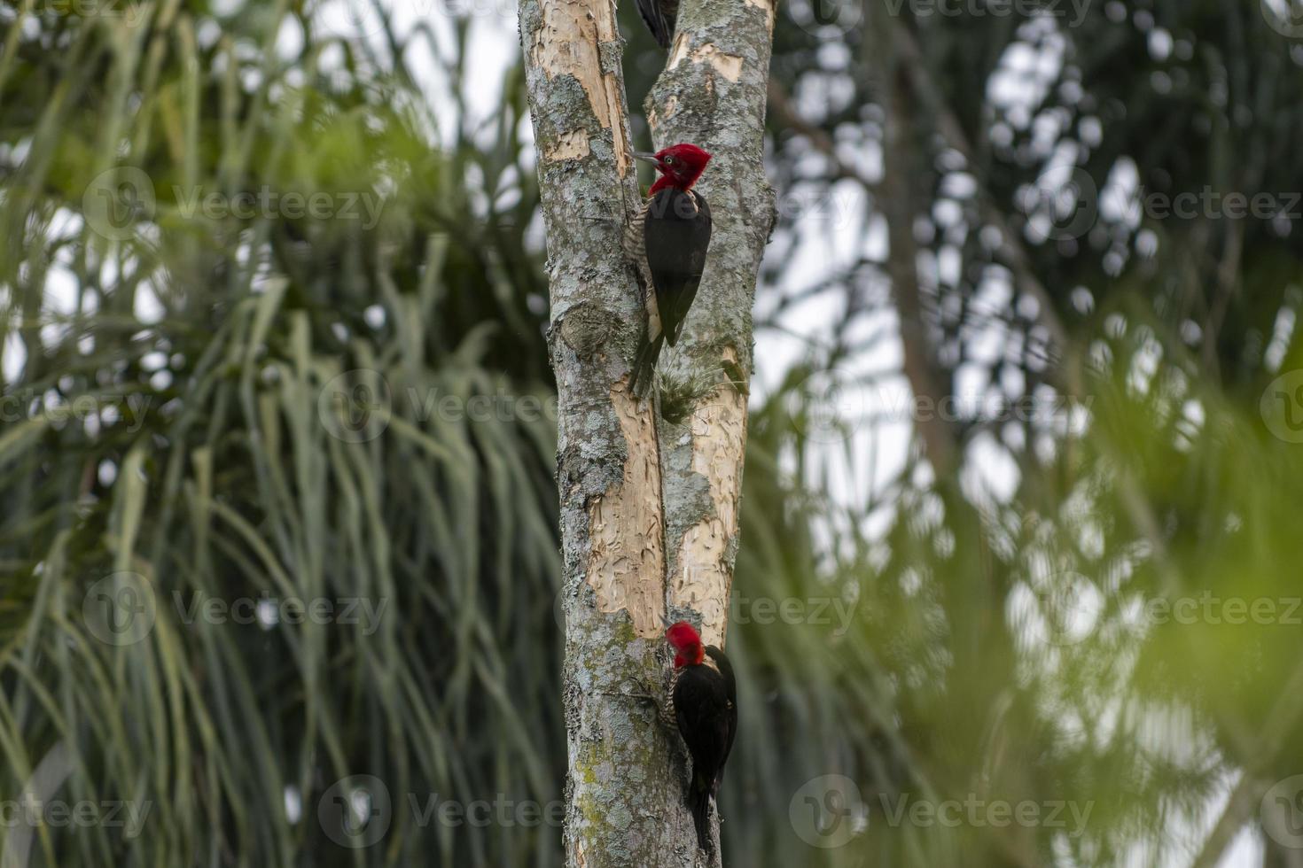 pájaro carpintero rey en actividad en el árbol foto