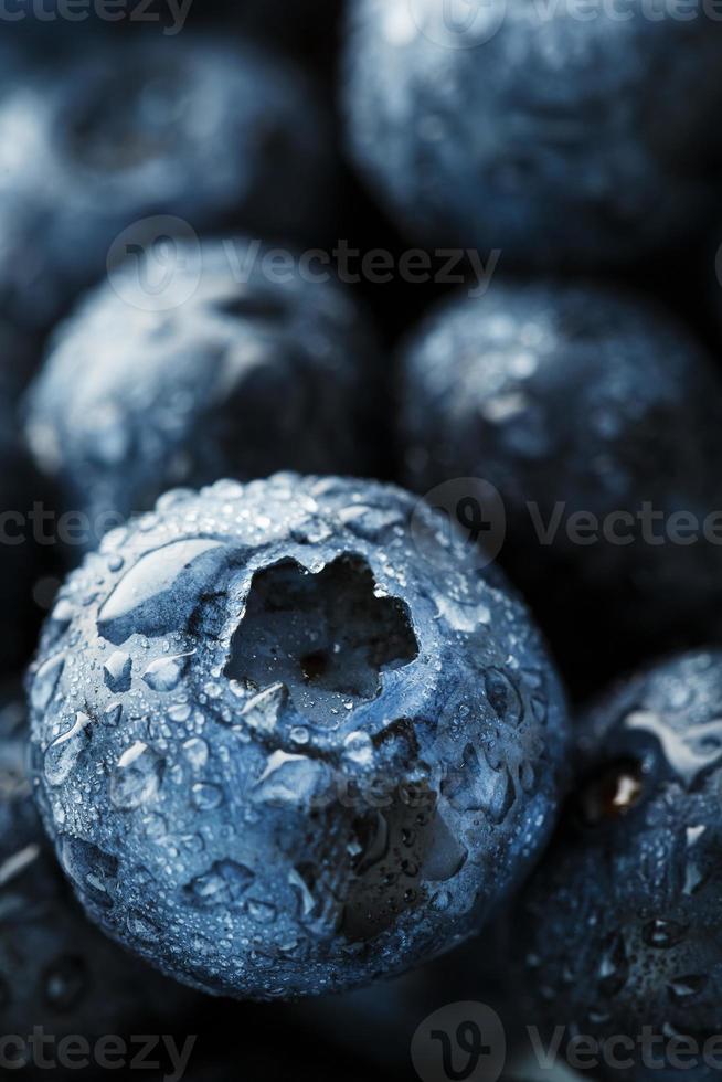 Blueberries close-up in full screen with dew drops. photo