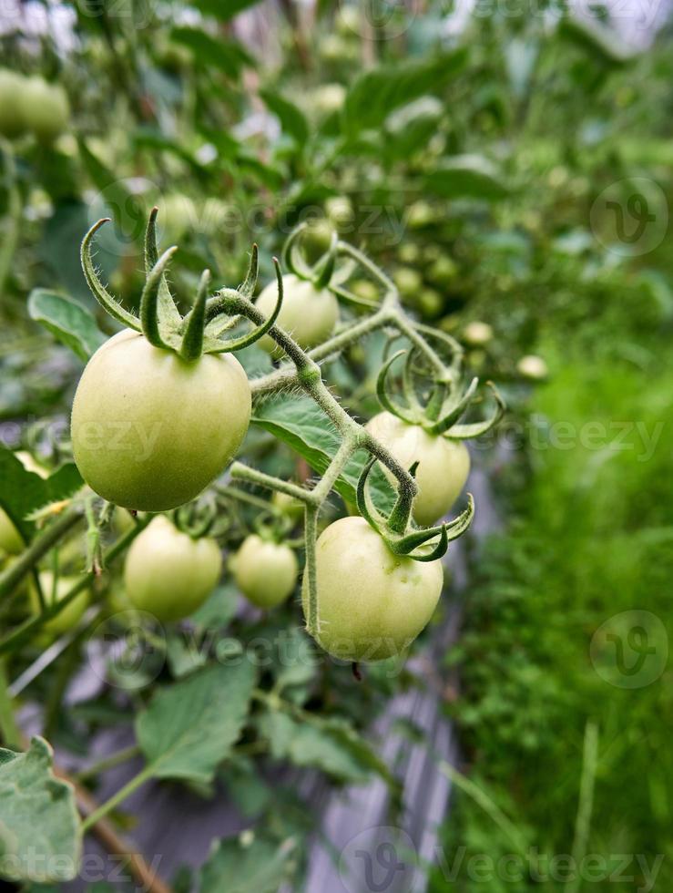 Close-up of fresh green tomatoes growing in the garden. photo