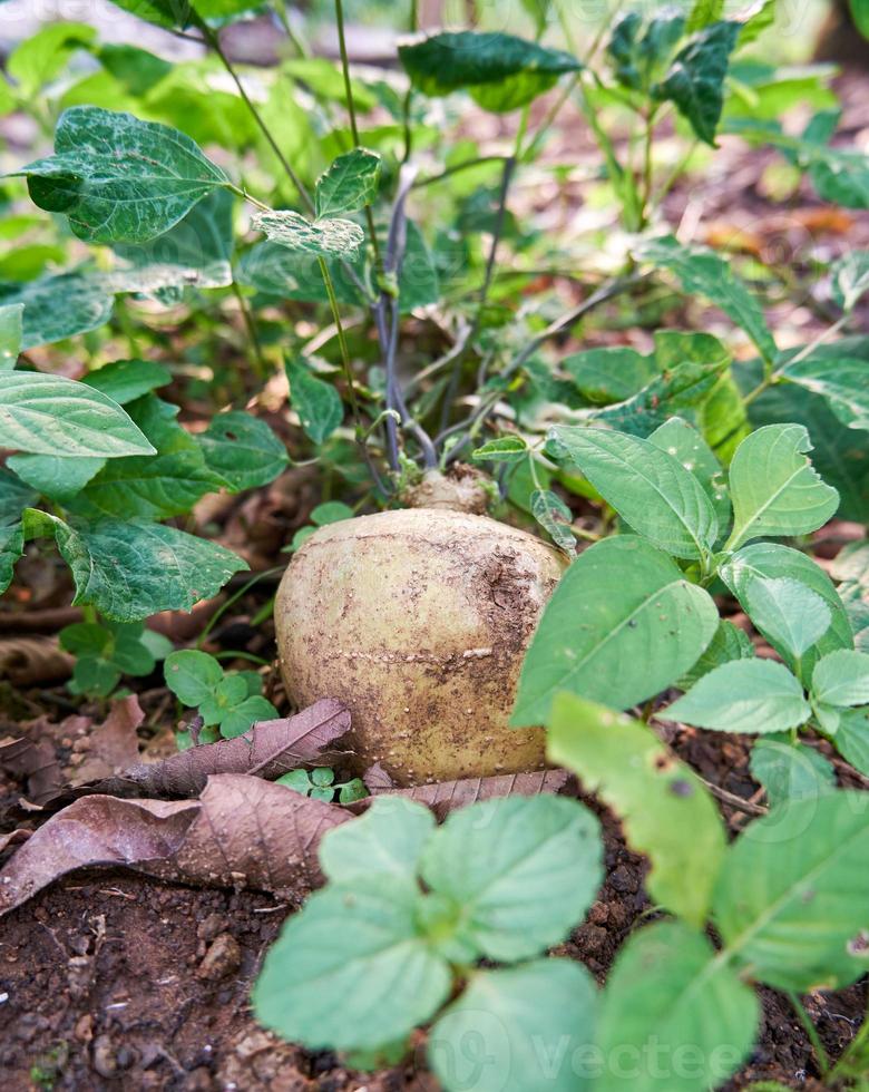 Fresh jicama grows in the yard photo