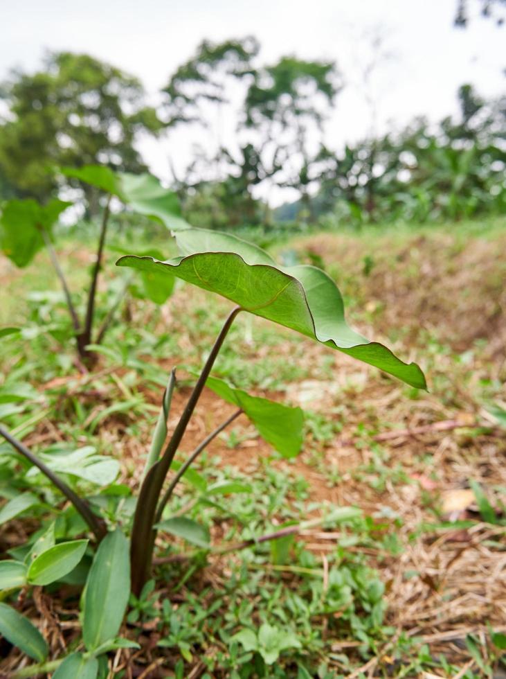 small taro plant grows wild in the garden photo