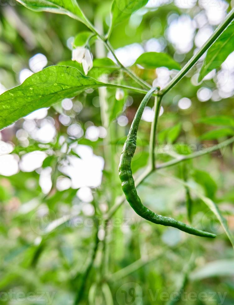 Close-up of fresh curly chilies ready to be picked. growing in the yard. photo