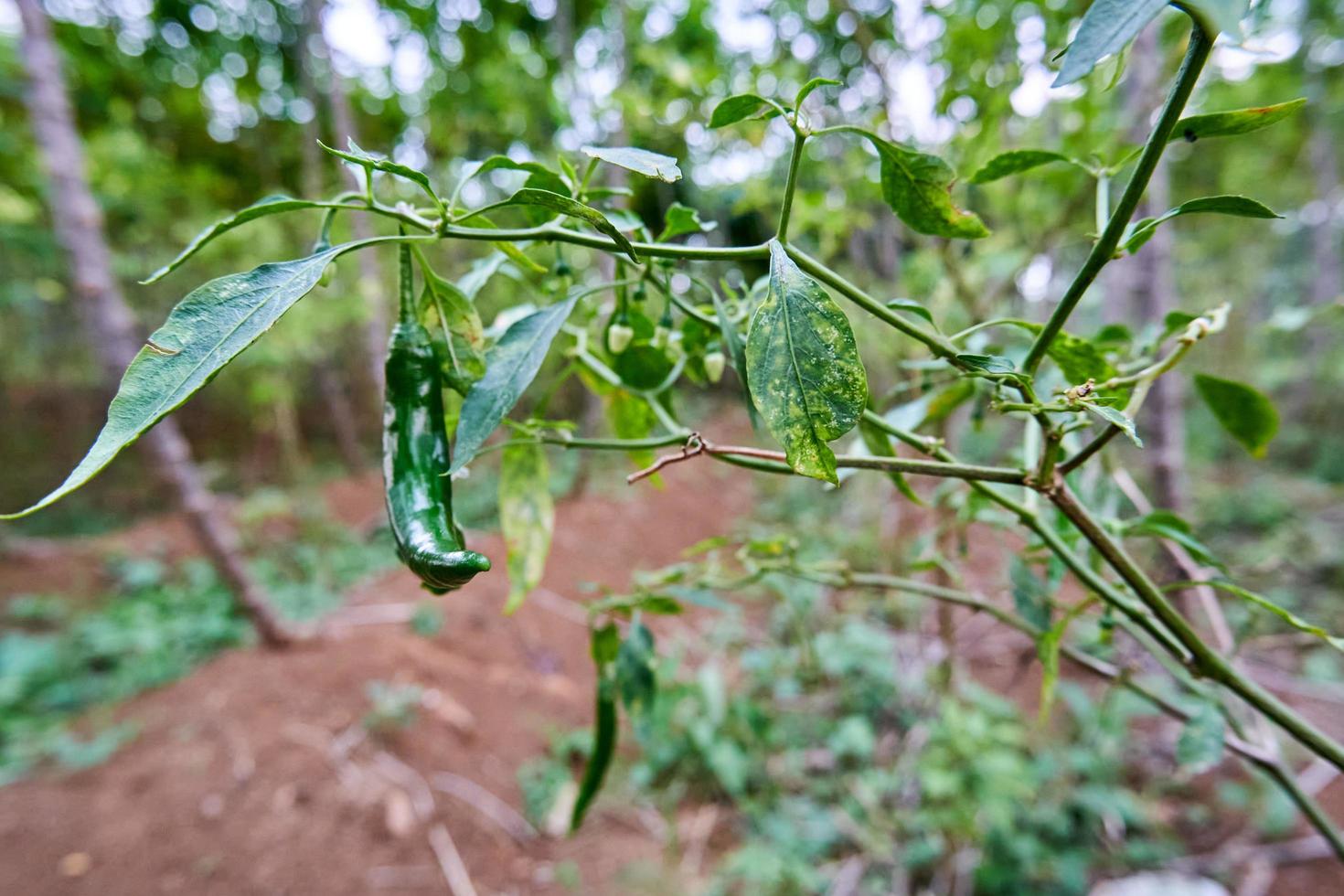 primer plano de chiles rizados frescos listos para ser recogidos. creciendo en el patio. foto