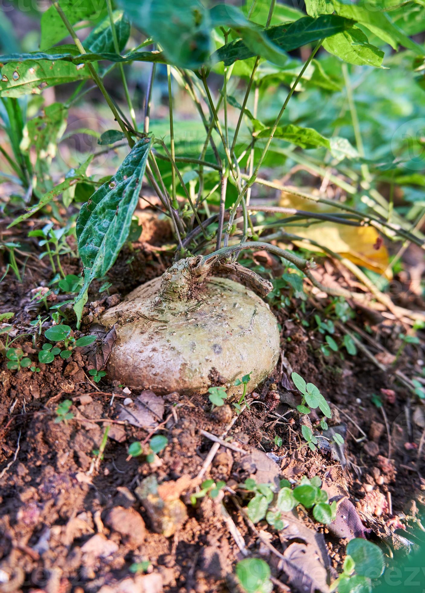 Fresh jicama grows in the yard 13479678 Stock Photo at Vecteezy