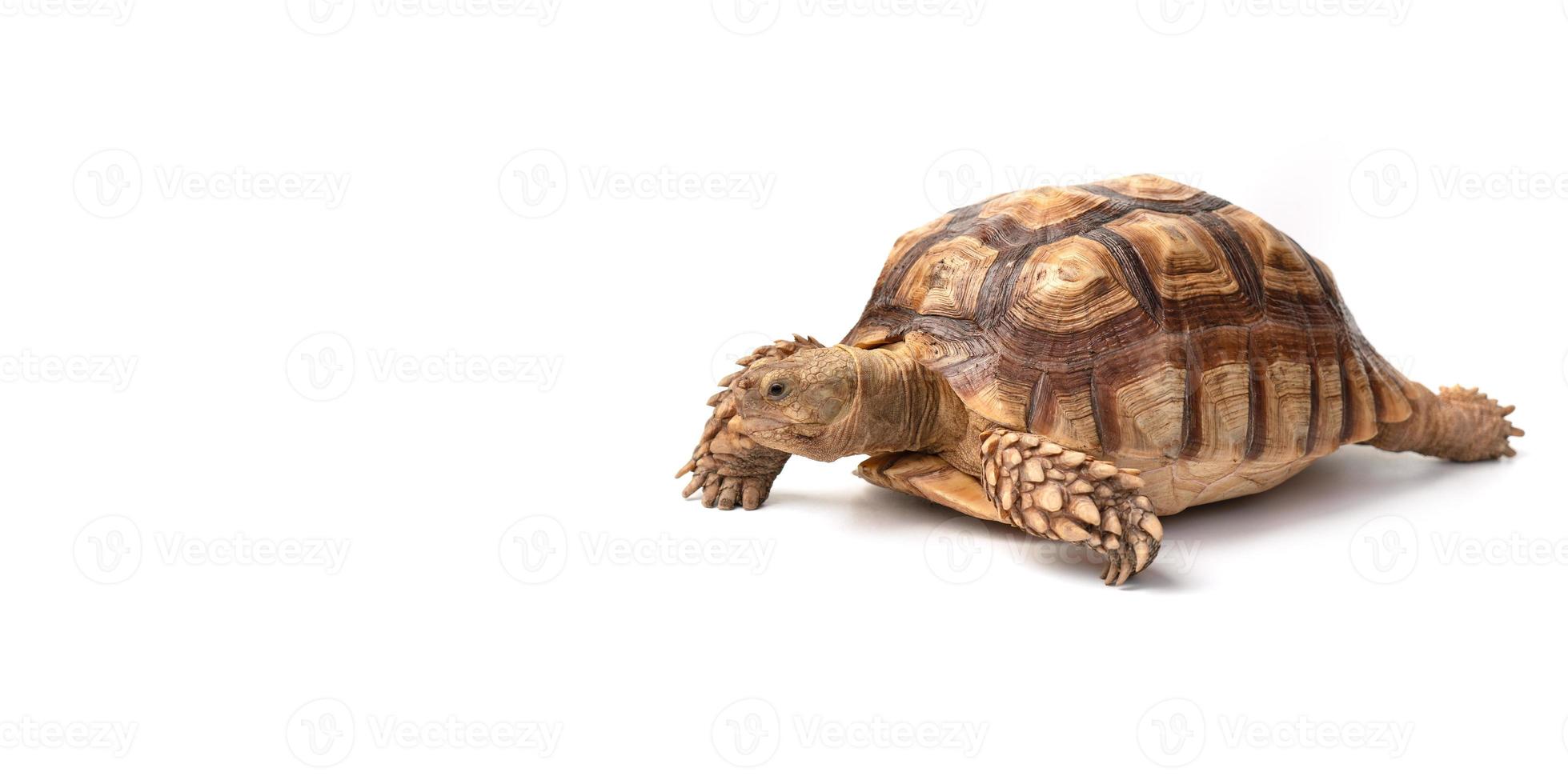 Turtle Centrochelys sulcata isolated on white background photo