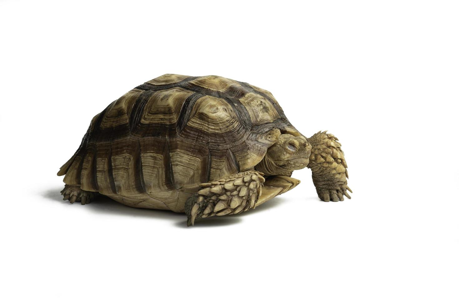 Turtle Centrochelys sulcata isolated on white background with clipping path photo