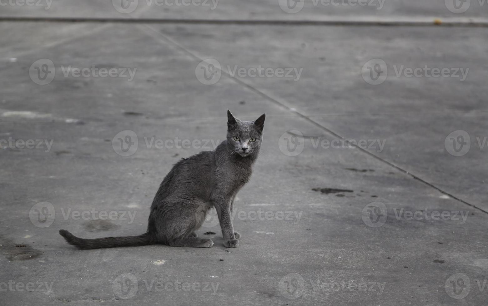 Russian blue cat on the street photo