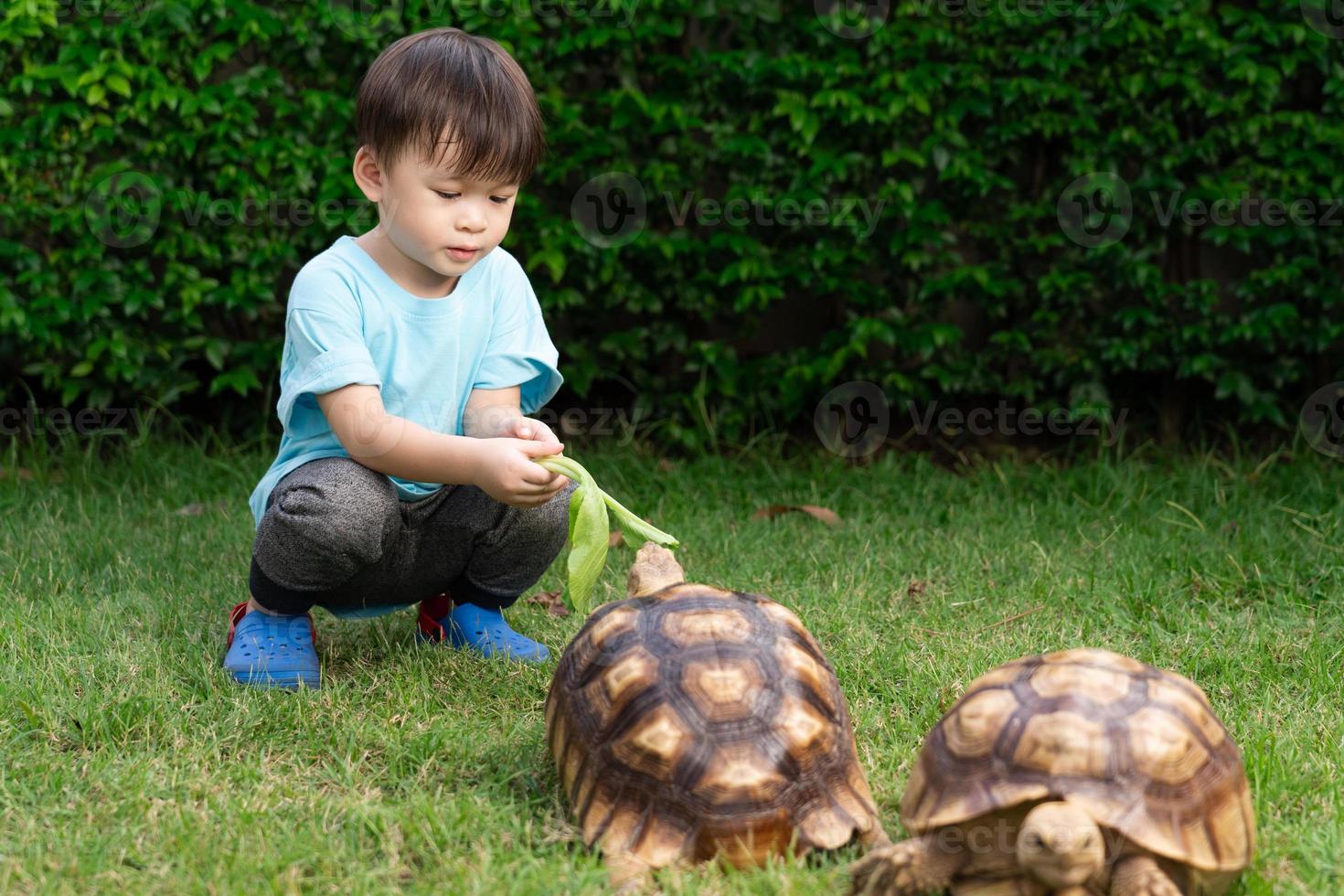 Cute little Asian boy feeding turtles with vegetables on green grass. Concept Turtle Centrochelys sulcata, pet, dear friend. children feeding animals photo