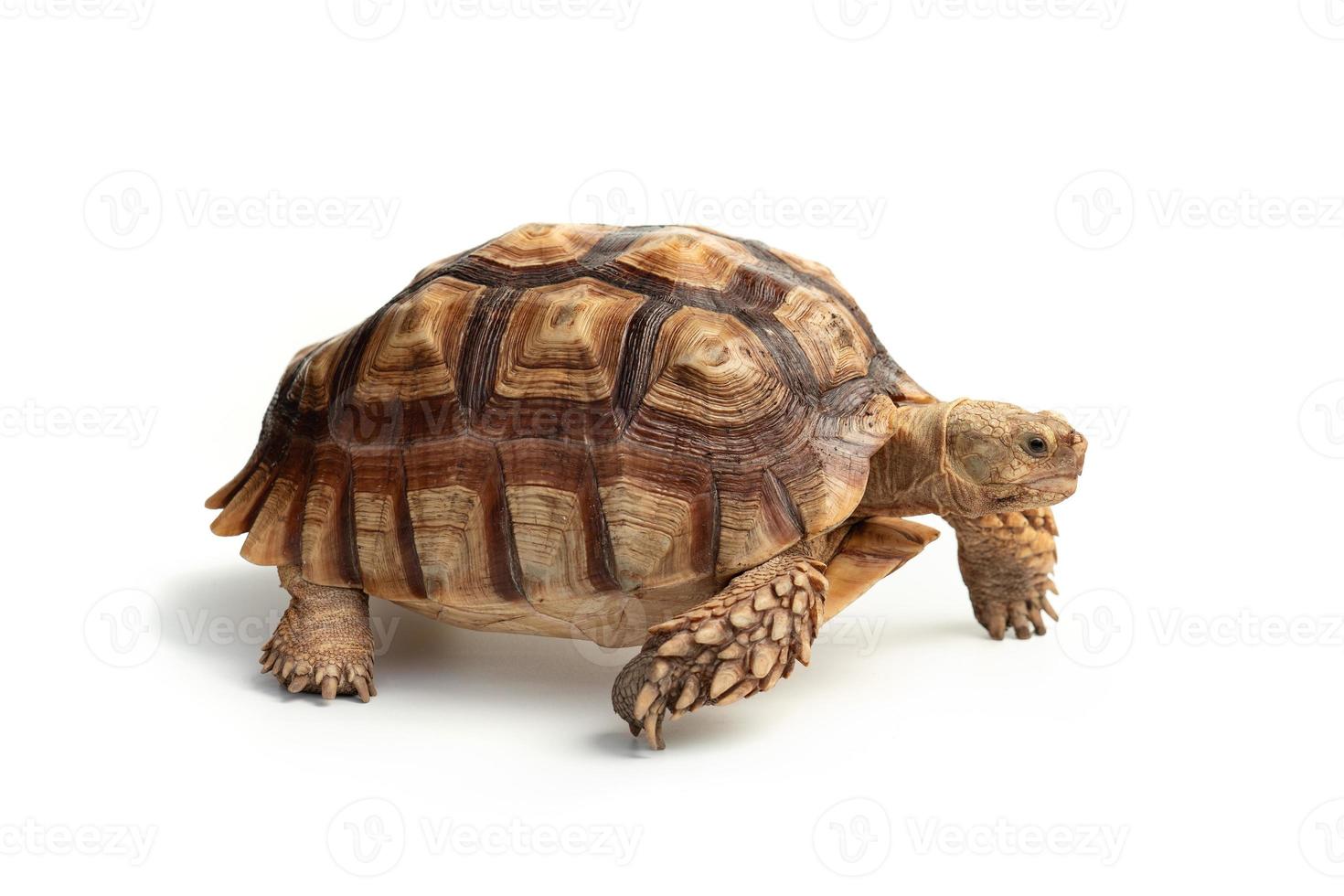 Turtle Centrochelys sulcata isolated on white background photo