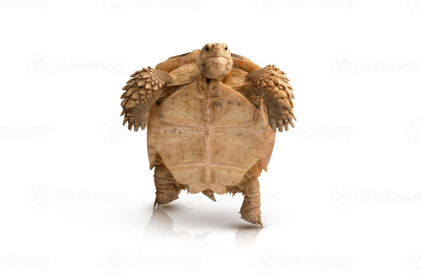 Turtle Centrochelys sulcata isolated on white background photo