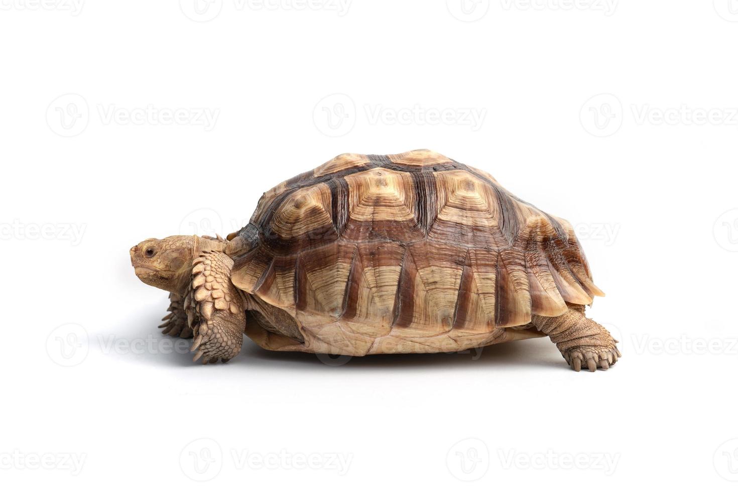 Turtle Centrochelys sulcata isolated on white background photo