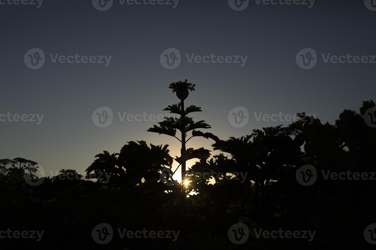 Weedy plant. Hogweed against sky. Plant in nature. photo