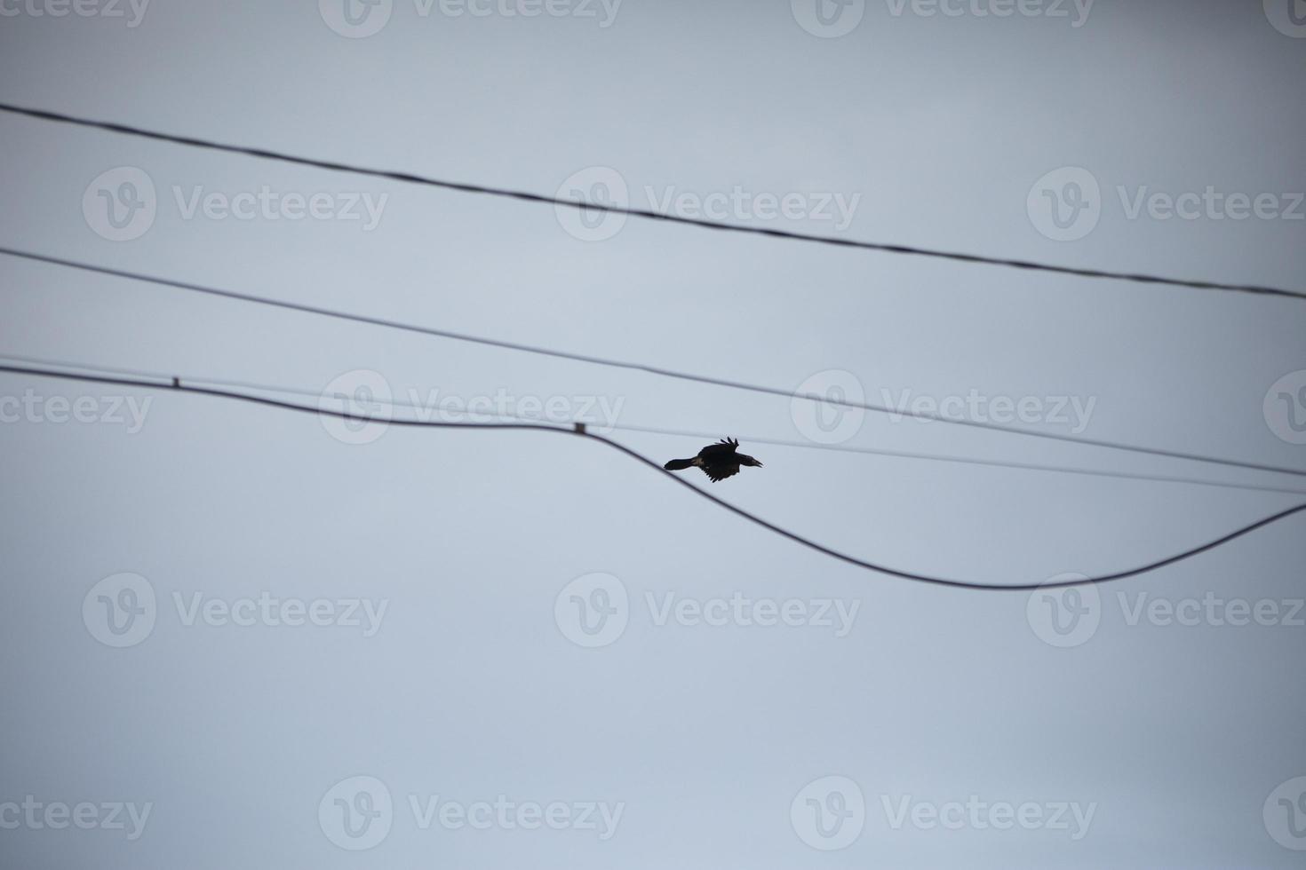 Raven flies through wires. Bird in sky. Black raven in blue sky. photo