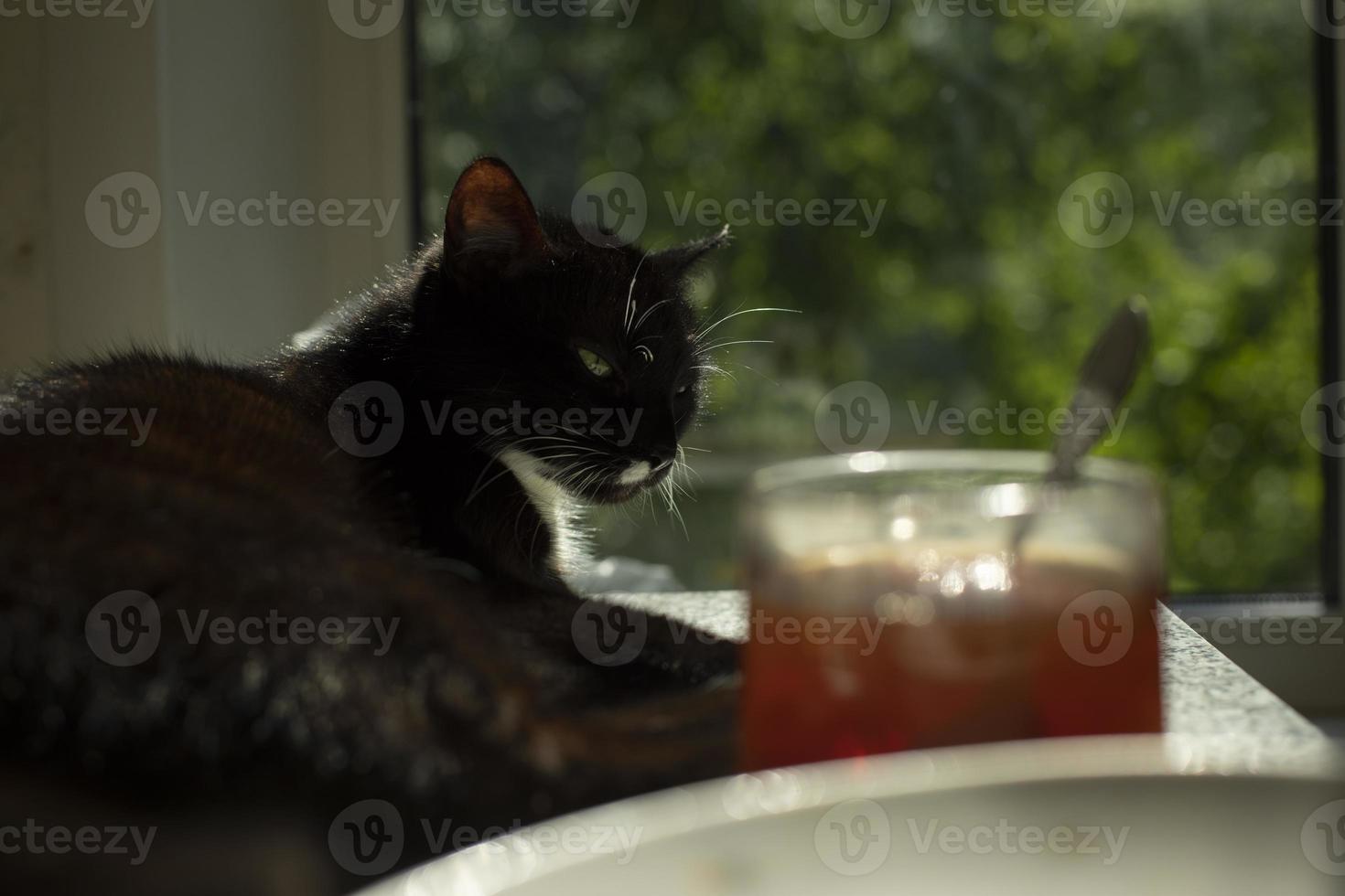 el gato está tirado en la mesa de la cocina. gato negro en el fondo de la ventana. la mascota descansa sobre la mesa del comedor. foto