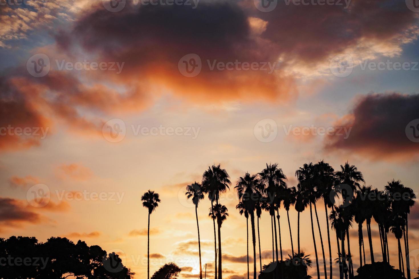 Palm tree silhouette against dramatic sunset photo