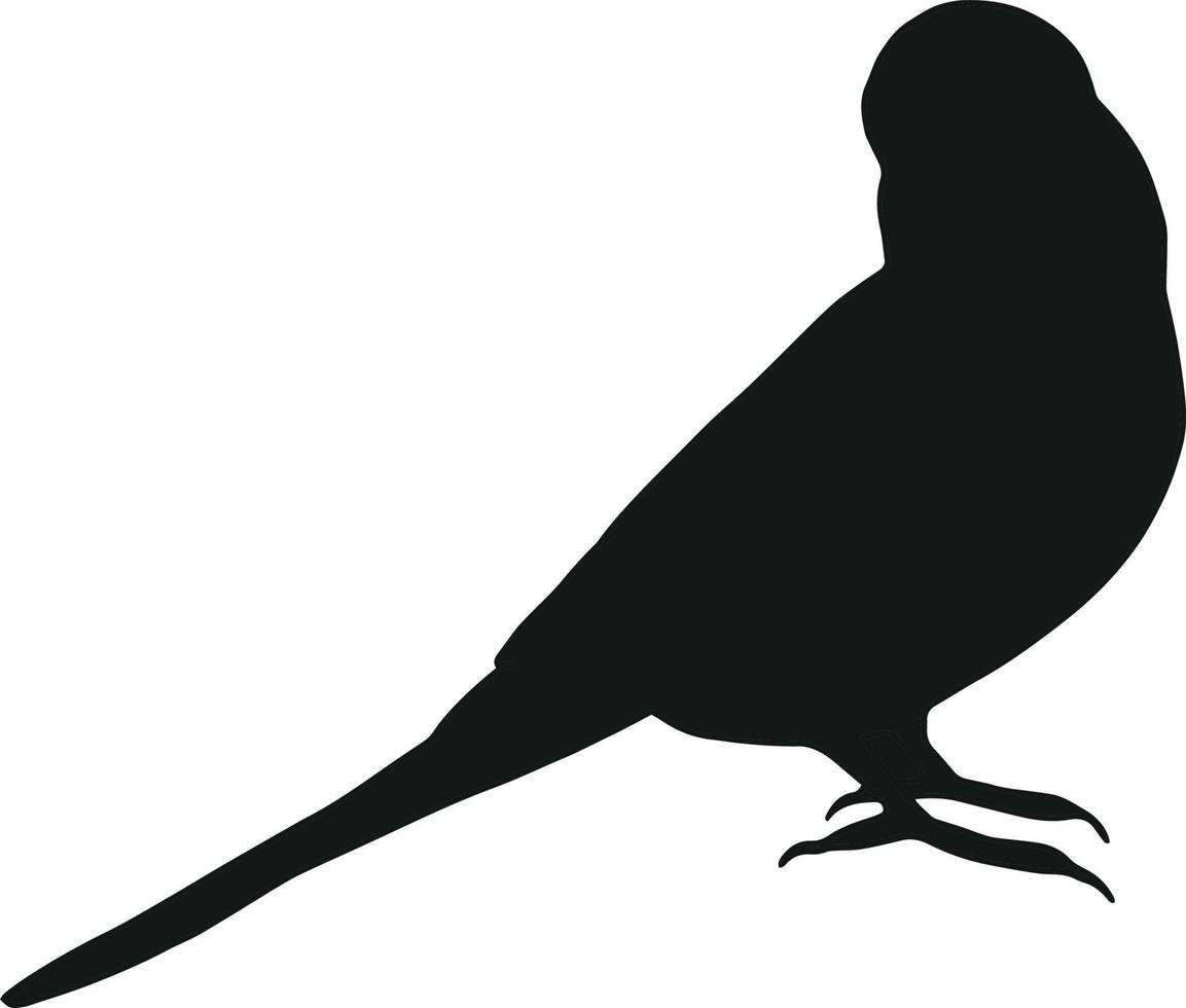 Budgie silhouette isolated on white background. Black hand drawn vector art of a pet bird. Simple vector illustration of an animal