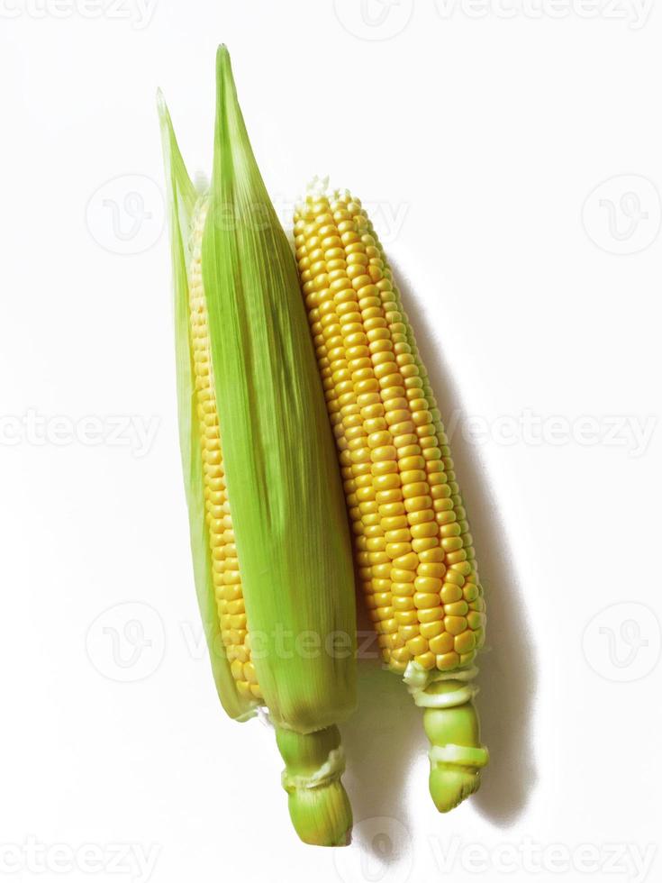 corn cobs isolated on white background photo