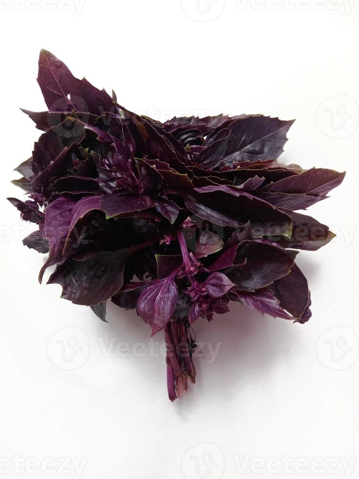 bunch of fresh aromatic basil on a white background photo