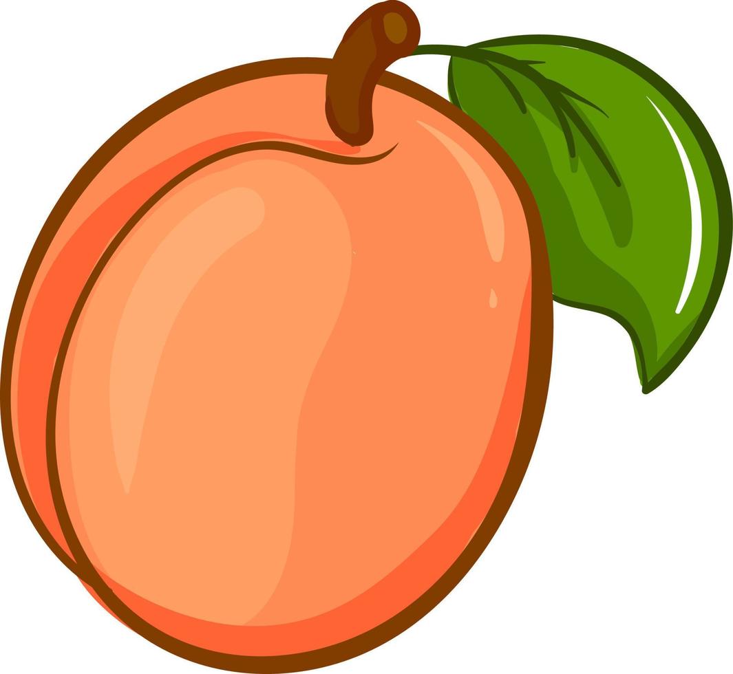 Apricot drawing, illustration, vector on white background 13481663
