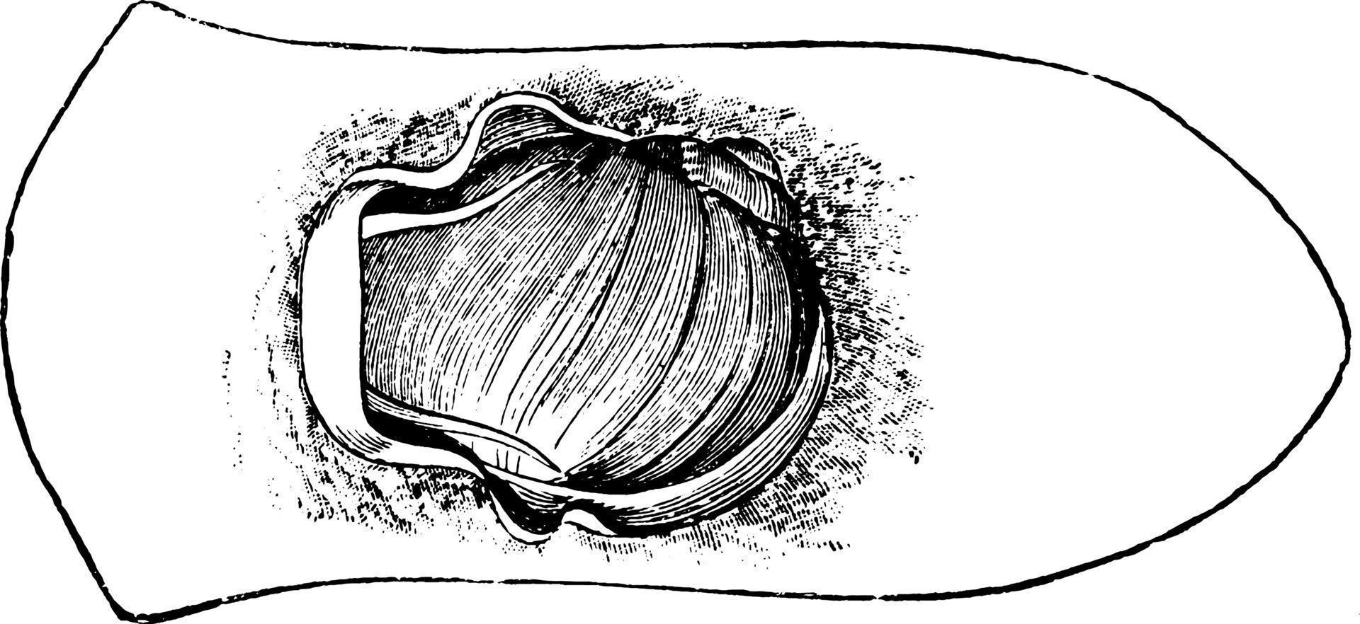 Sea Snail, vintage illustration. vector