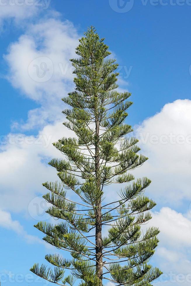 coral reef araucaria or Norfolk Island pine tree on sky background. Soft and selective focus. photo