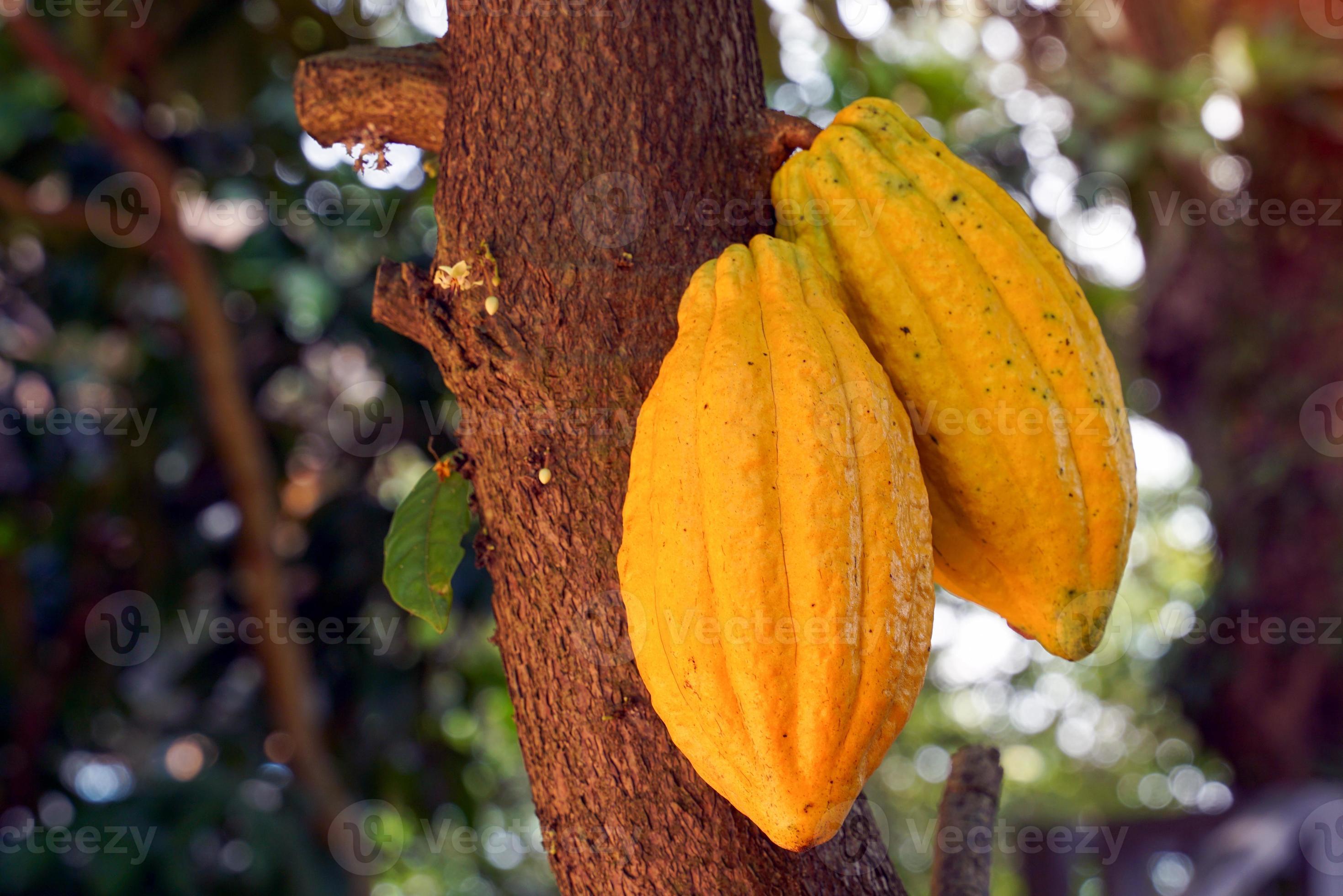 Cocoa, Cacao, Chocolate Nut Tree. Fruit shaped like a papaya on the