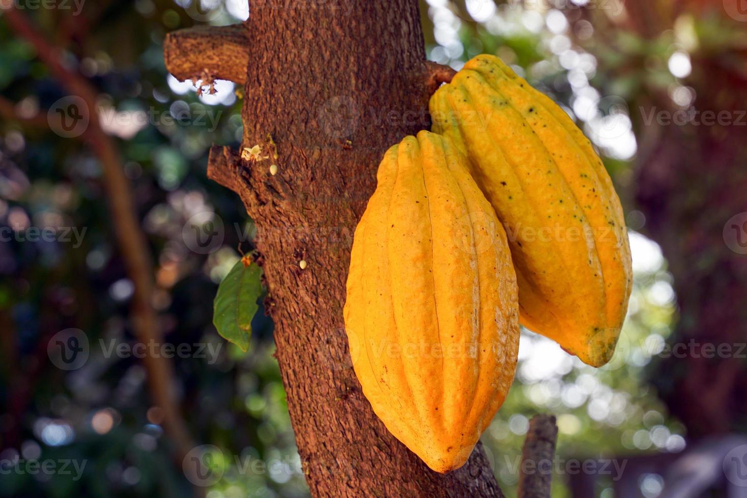 Cocoa, Cacao, Chocolate Nut Tree. Fruit shaped like a papaya on the trunk or branches. Gourd-like skin, thick skin, cocoa beans are processed into chocolate. Soft and selective focus. photo