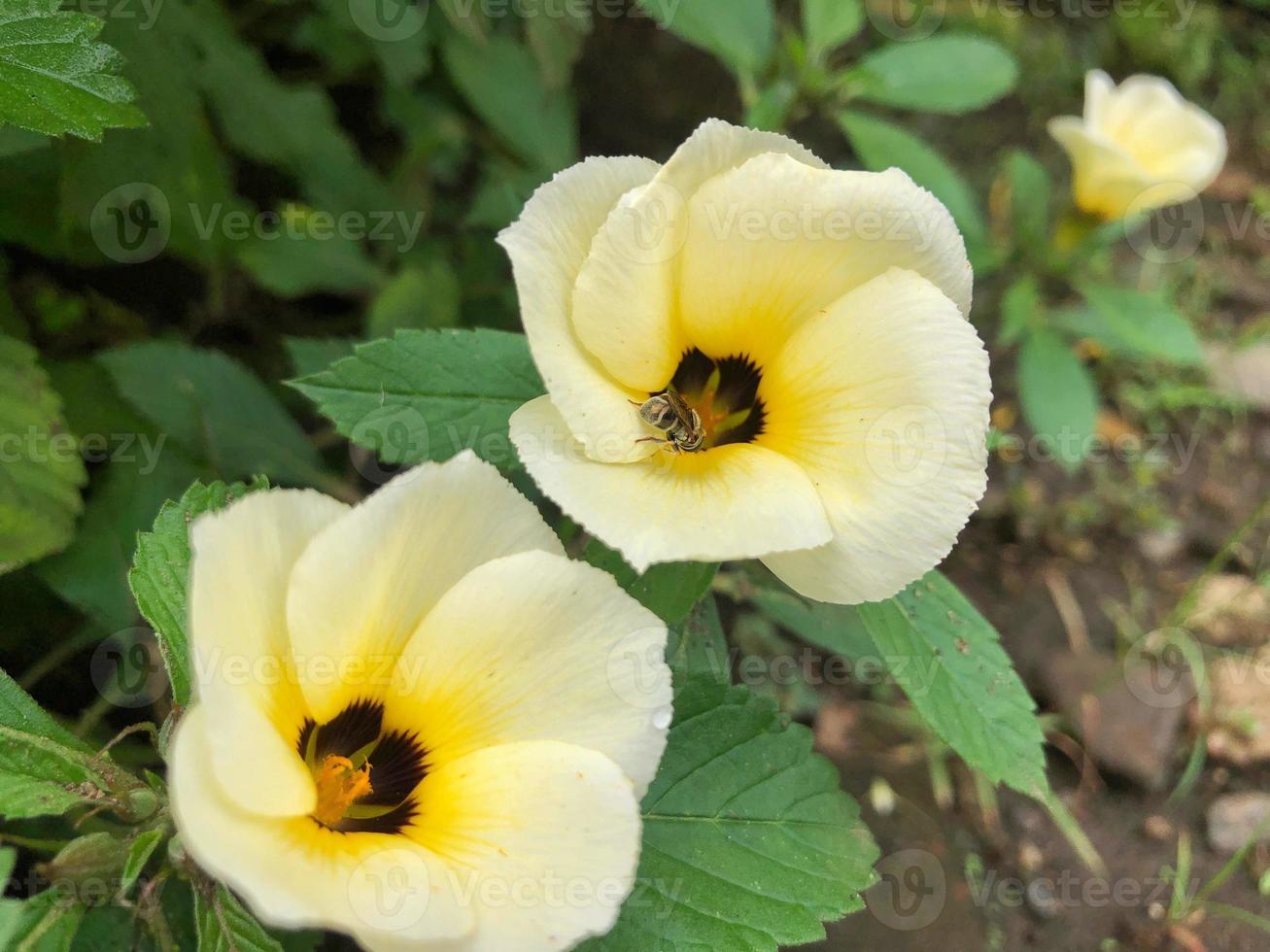 Close-up of a little Bee on Damiana's white yellow flowers looking for nectar and pollen. Macro selective focus pollination collects. photo